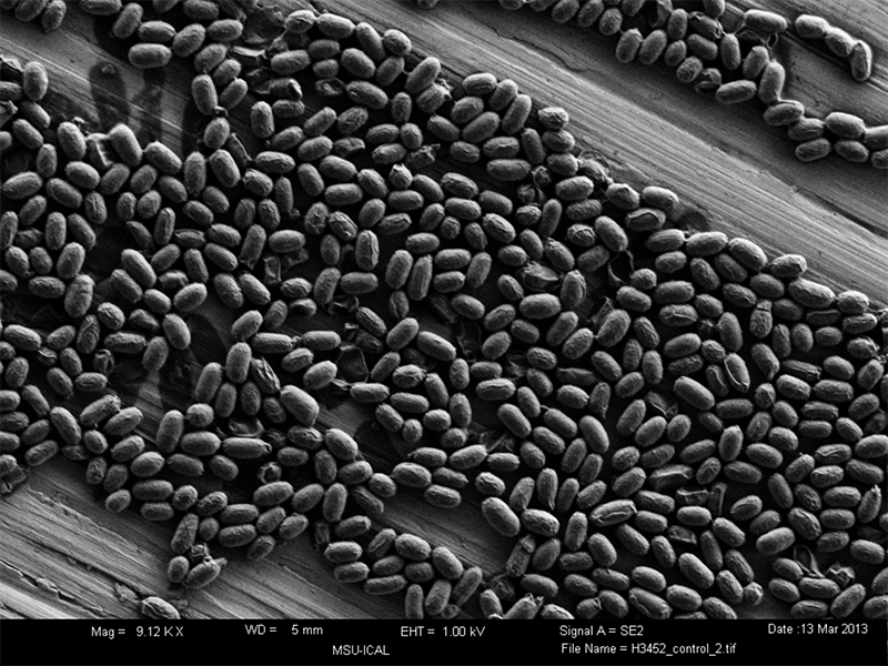 Bacteria Spores on a Single Layer of Stainless Steel