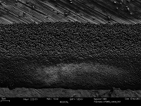 Bacterial Spores in multiple layers on stainless steel