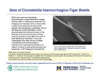 Seta of Cicindelidia haemorrhagica-Tiger Beetle